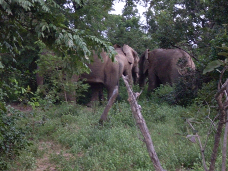 Eerste olifant gespot