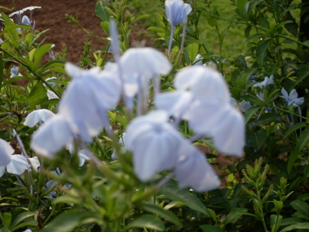 Bloemetjes